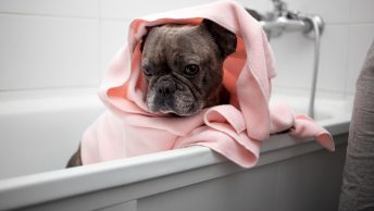 Beste Hondenbadjas
